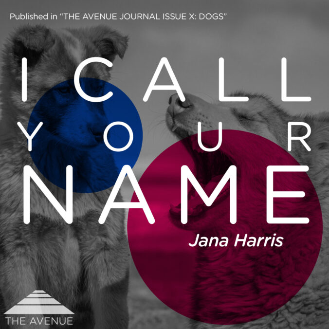 Black & White image of two dogs, with text “I CALL YOUR NAME JANA HARRIS”