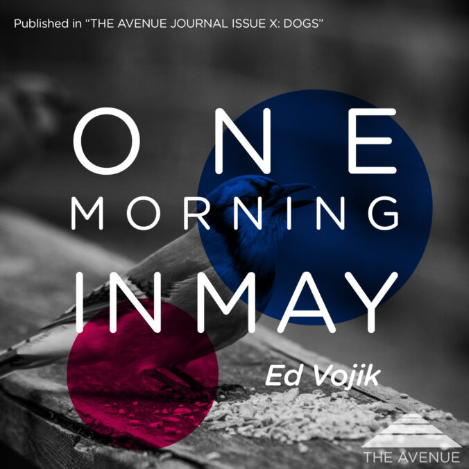 a Bluejay in Black & white with text "ONE MORNING IN MAY ED VOJIK" overlaid.