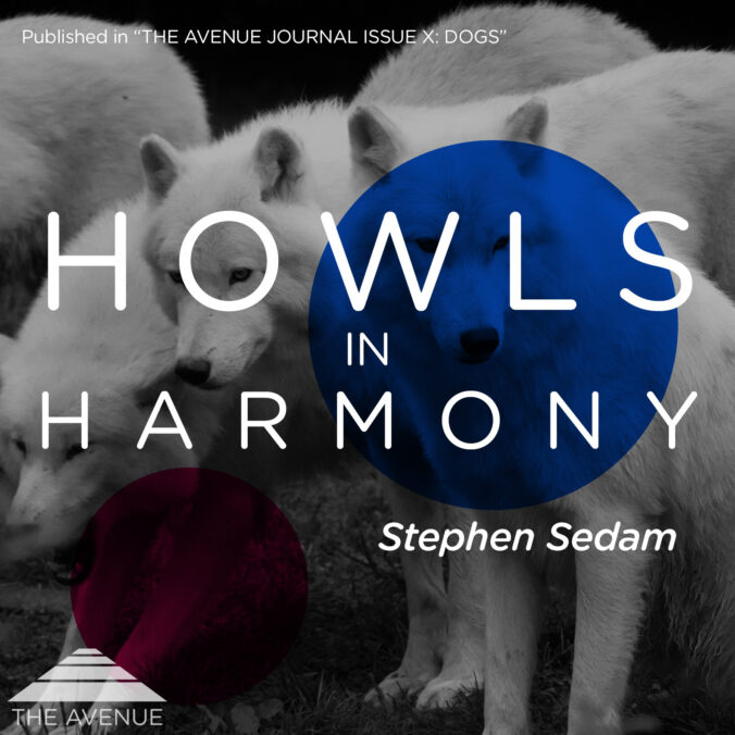 Black & White image of 3 white wolves in the woods, with text “HOWLS IN HARMONY STEPHEN SEDAM”