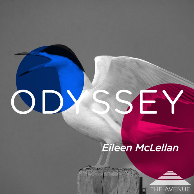 B&W photo of a Forster's Tern on a wooden post with text "ODYSSEY EILEEN MCLELLAN"